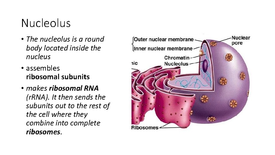 Nucleolus • The nucleolus is a round body located inside the nucleus • assembles