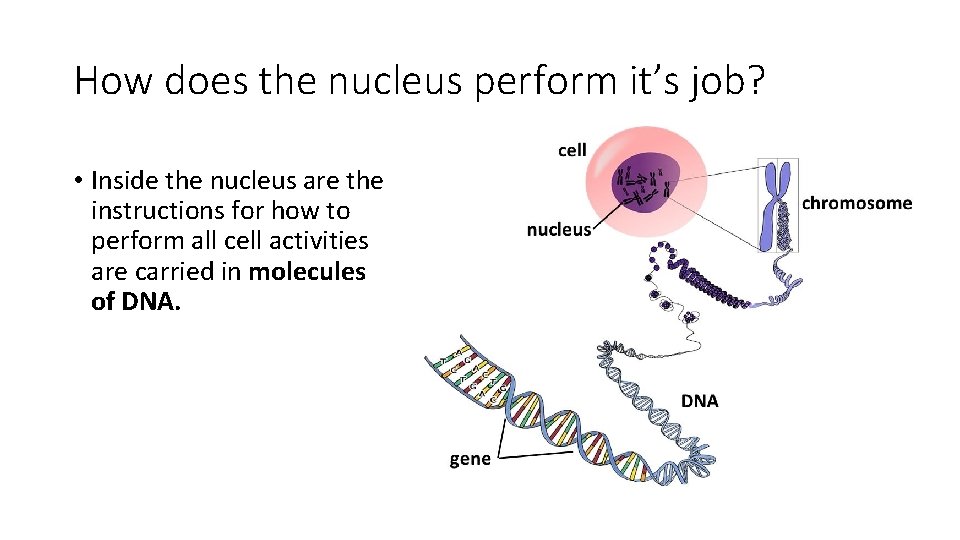 How does the nucleus perform it’s job? • Inside the nucleus are the instructions