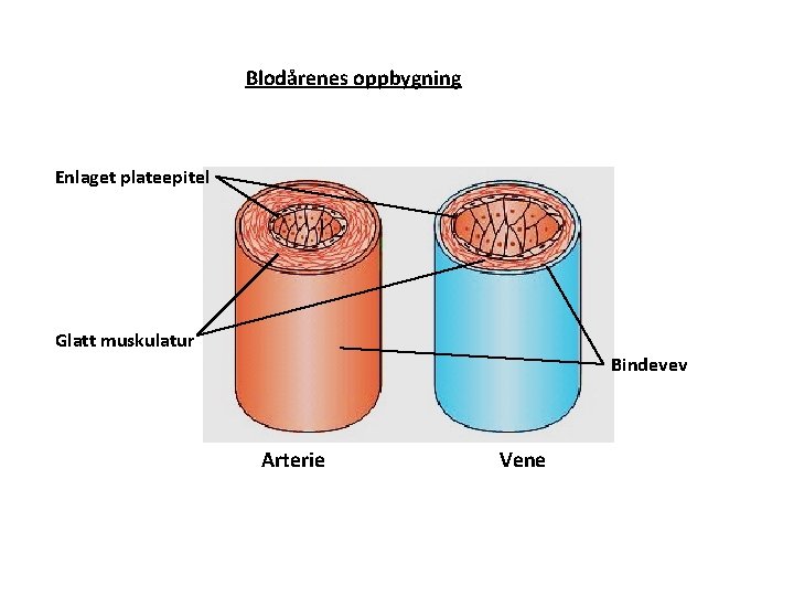 Blodårenes oppbygning Enlaget plateepitel Glatt muskulatur Bindevev Arterie Vene 