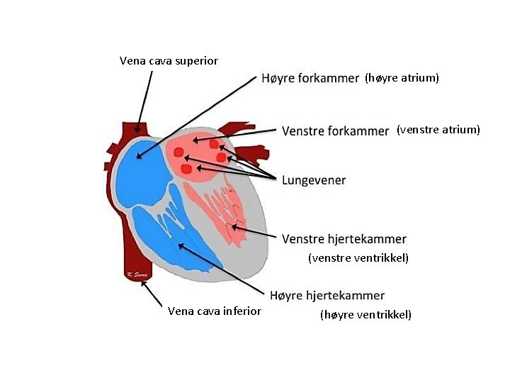 Vena cava superior (høyre atrium) (venstre ventrikkel) Vena cava inferior (høyre ventrikkel) 