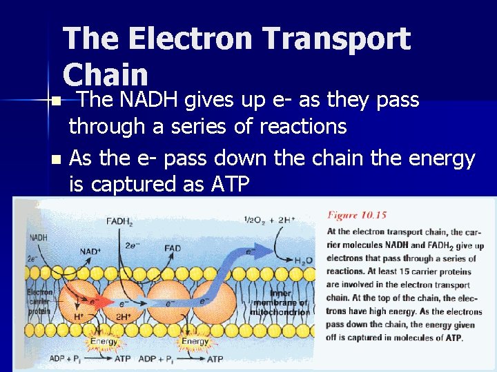 The Electron Transport Chain The NADH gives up e- as they pass through a