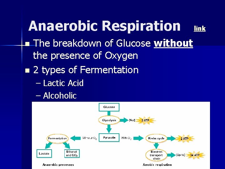 Anaerobic Respiration The breakdown of Glucose without the presence of Oxygen n 2 types