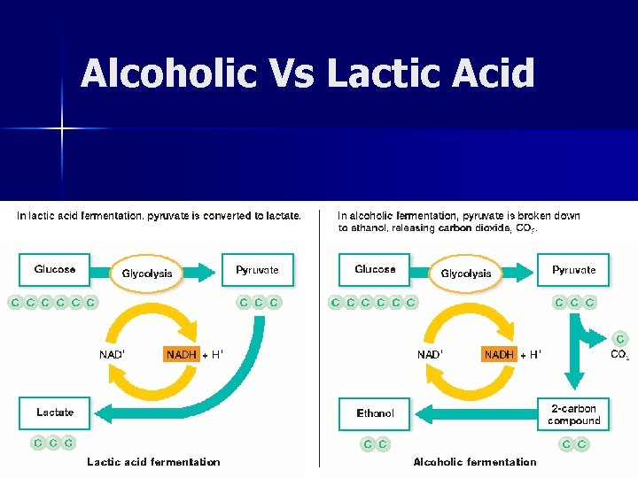 Alcoholic Vs Lactic Acid 