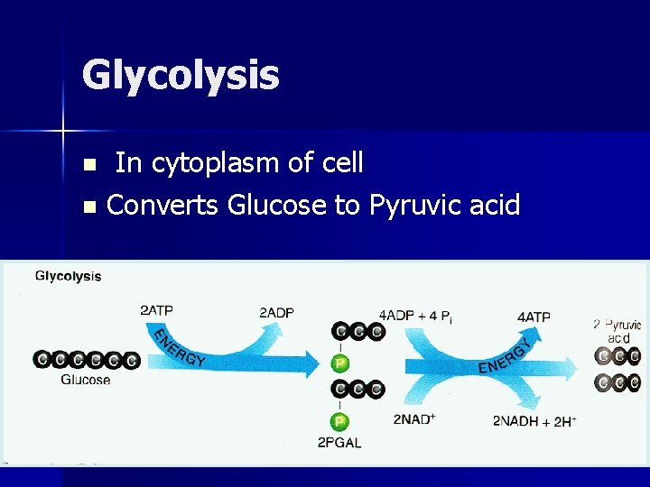 Glycolysis In cytoplasm of cell n Converts Glucose to Pyruvic acid n 