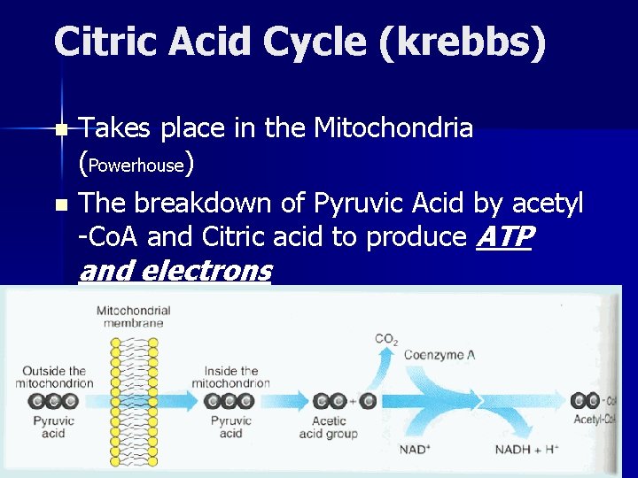 Citric Acid Cycle (krebbs) Takes place in the Mitochondria (Powerhouse) n The breakdown of