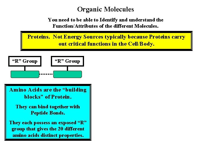 Organic Molecules You need to be able to Identify and understand the Function/Attributes of Organic Molecules You need to be able to Identify and understand the Function/Attributes of