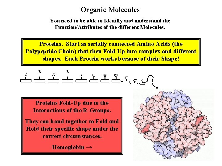 Organic Molecules You need to be able to Identify and understand the Function/Attributes of Organic Molecules You need to be able to Identify and understand the Function/Attributes of