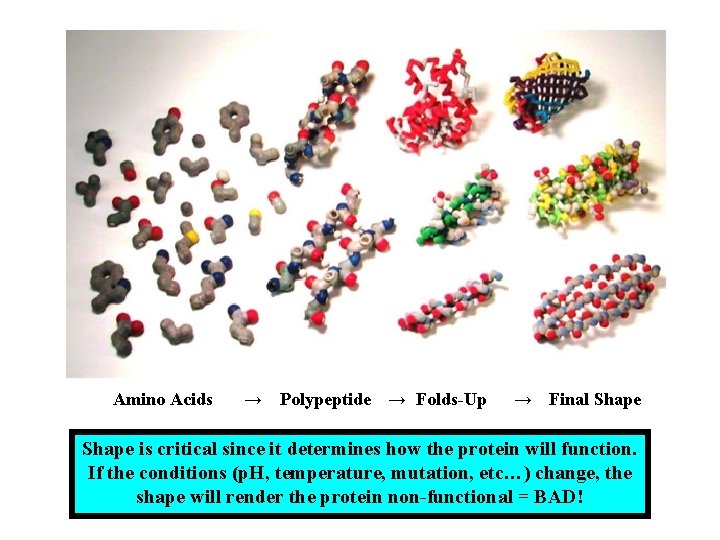 Amino Acids → Polypeptide → Folds-Up → Final Shape is critical since it determines Amino Acids → Polypeptide → Folds-Up → Final Shape is critical since it determines