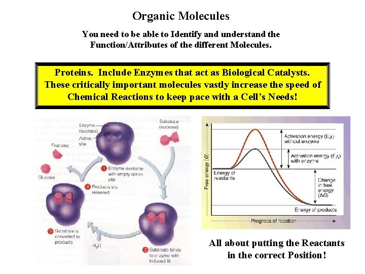 Organic Molecules You need to be able to Identify and understand the Function/Attributes of Organic Molecules You need to be able to Identify and understand the Function/Attributes of