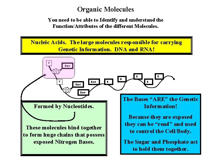 Organic Molecules You need to be able to Identify and understand the Function/Attributes of Organic Molecules You need to be able to Identify and understand the Function/Attributes of
