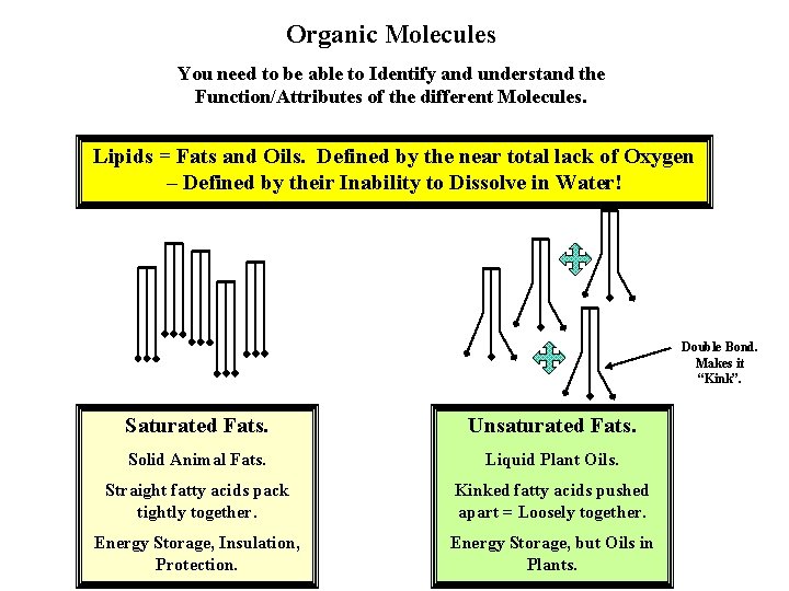 Organic Molecules You need to be able to Identify and understand the Function/Attributes of Organic Molecules You need to be able to Identify and understand the Function/Attributes of
