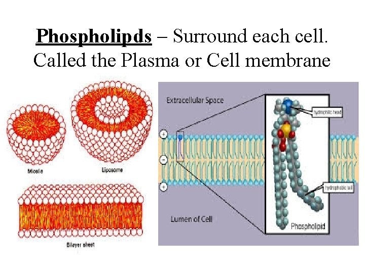 Phospholipds – Surround each cell. Called the Plasma or Cell membrane Phospholipds – Surround each cell. Called the Plasma or Cell membrane
