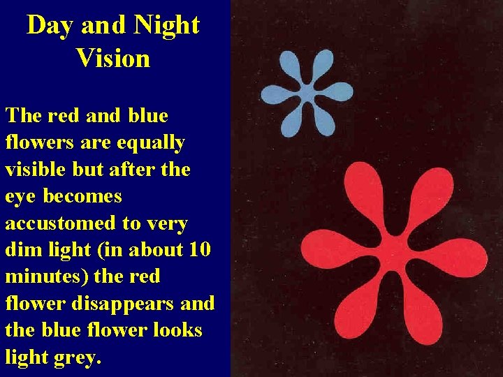 Day and Night Vision The red and blue flowers are equally visible but after