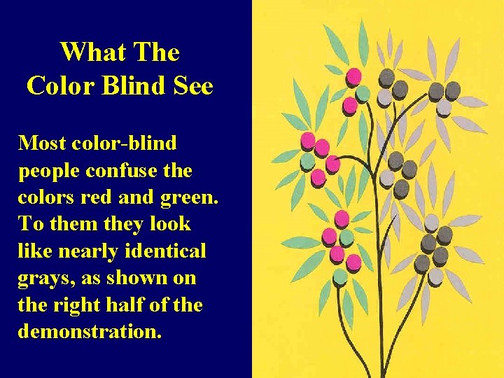 What The Color Blind See Most color-blind people confuse the colors red and green.