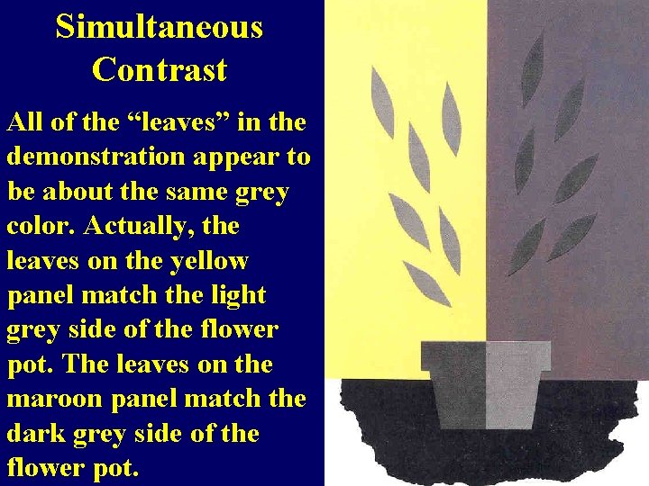 Simultaneous Contrast All of the “leaves” in the demonstration appear to be about the