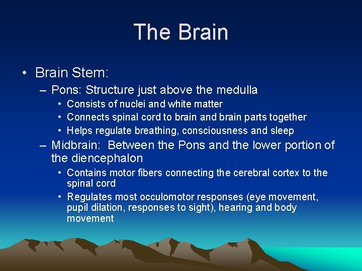 The Brain • Brain Stem: – Pons: Structure just above the medulla • Consists