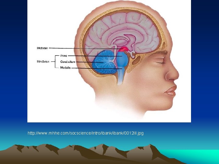 http: //www. mhhe. com/socscience/intro/ibank/0012 lll. jpg 