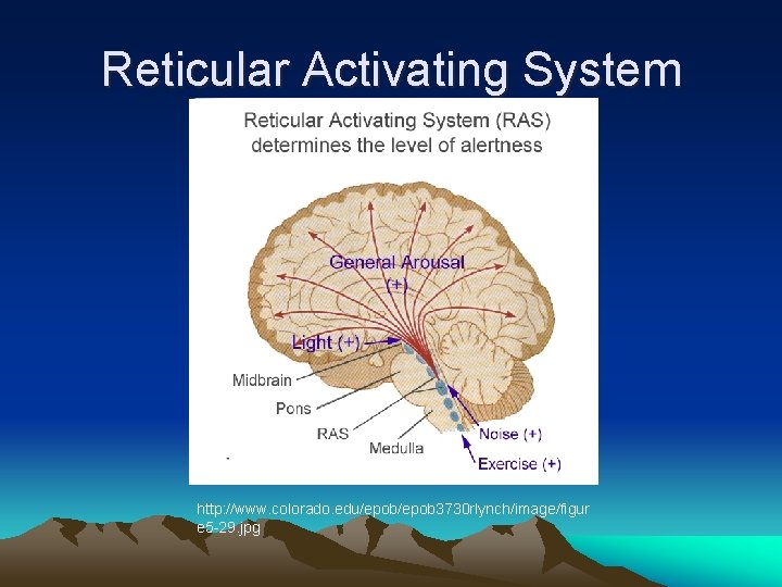 Reticular Activating System http: //www. colorado. edu/epob 3730 rlynch/image/figur e 5 -29. jpg 