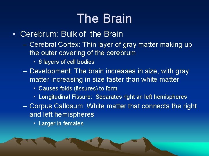 The Brain • Cerebrum: Bulk of the Brain – Cerebral Cortex: Thin layer of