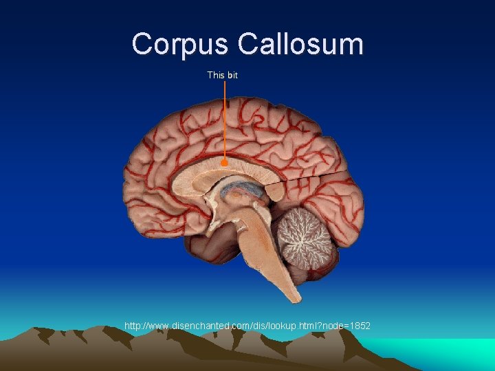 Corpus Callosum http: //www. disenchanted. com/dis/lookup. html? node=1852 