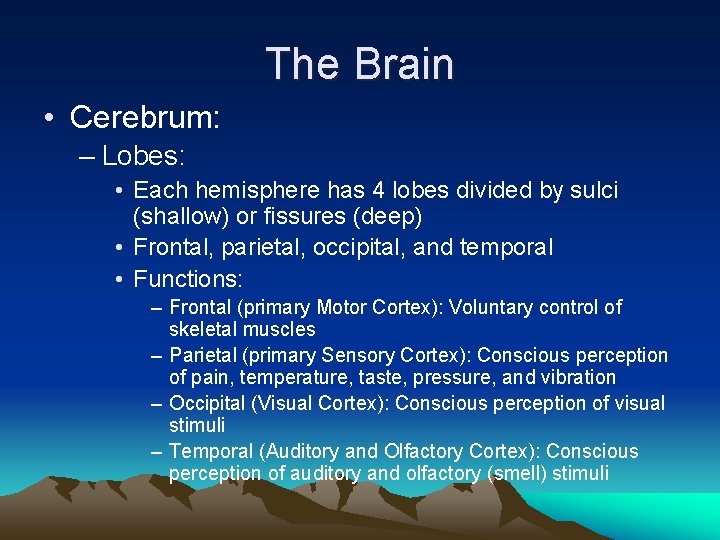 The Brain • Cerebrum: – Lobes: • Each hemisphere has 4 lobes divided by