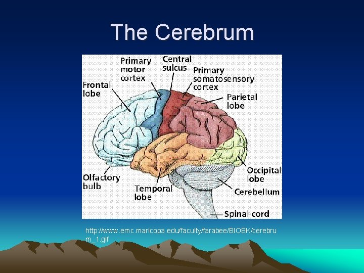 The Cerebrum http: //www. emc. maricopa. edu/faculty/farabee/BIOBK/cerebru m_1. gif 