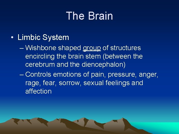 The Brain • Limbic System – Wishbone shaped group of structures encircling the brain
