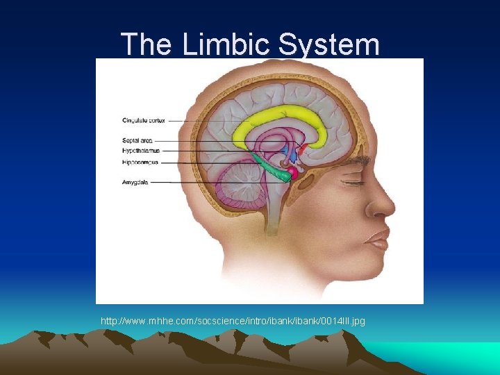 The Limbic System http: //www. mhhe. com/socscience/intro/ibank/0014 lll. jpg 