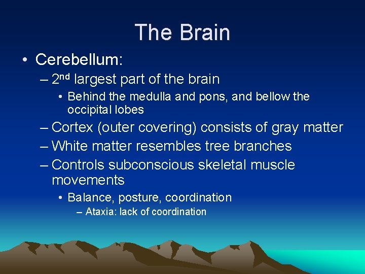 The Brain • Cerebellum: – 2 nd largest part of the brain • Behind