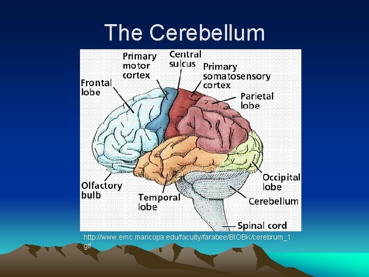The Cerebellum http: //www. emc. maricopa. edu/faculty/farabee/BIOBK/cerebrum_1. gif 