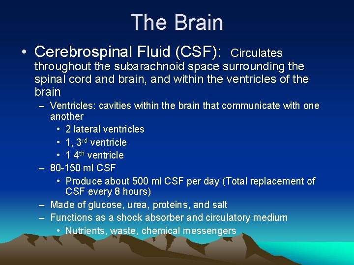 The Brain • Cerebrospinal Fluid (CSF): Circulates throughout the subarachnoid space surrounding the spinal