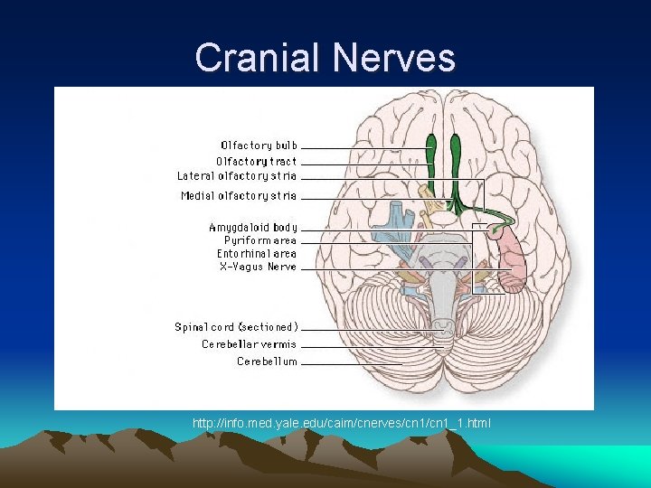 Cranial Nerves http: //info. med. yale. edu/caim/cnerves/cn 1_1. html 