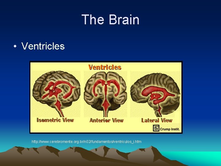The Brain • Ventricles http: //www. cerebromente. org. br/n 02/fundamentos/ventriculos_i. htm 