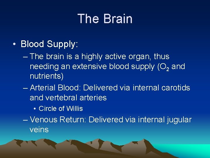 The Brain • Blood Supply: – The brain is a highly active organ, thus