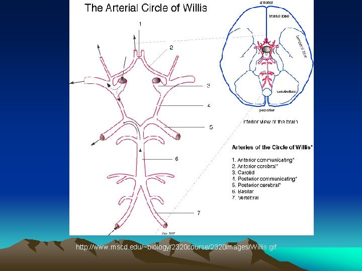 http: //www. mscd. edu/~biology/2320 course/2320 images/Willis. gif 