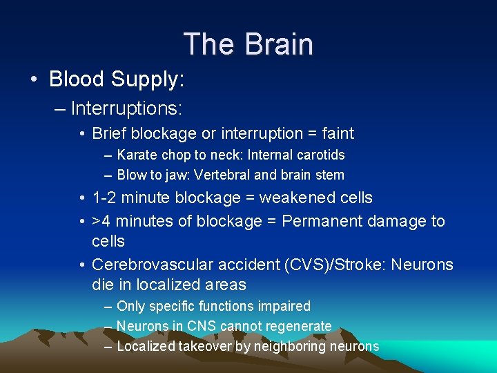 The Brain • Blood Supply: – Interruptions: • Brief blockage or interruption = faint
