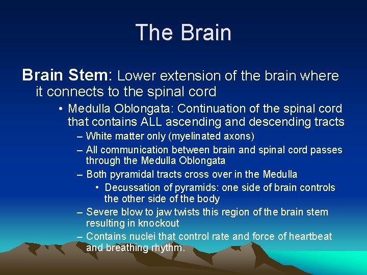 The Brain Stem: Lower extension of the brain where it connects to the spinal