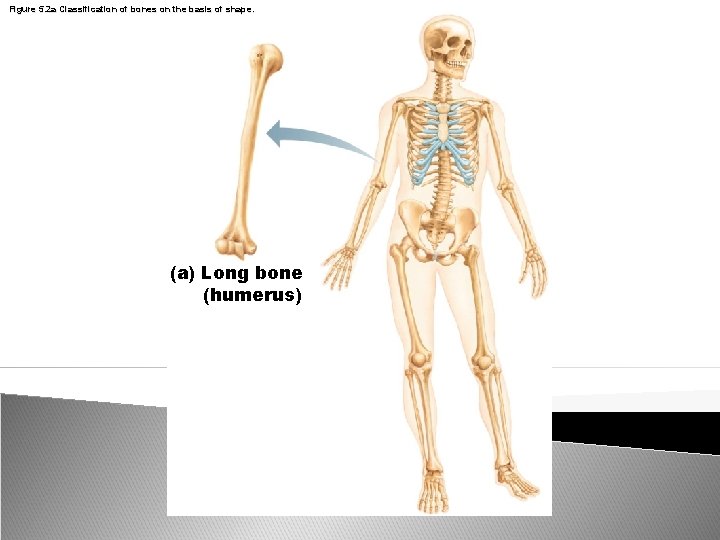 Figure 5. 2 a Classification of bones on the basis of shape. (a) Long