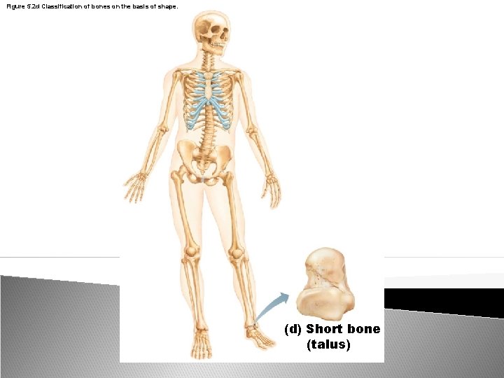 Figure 5. 2 d Classification of bones on the basis of shape. (d) Short