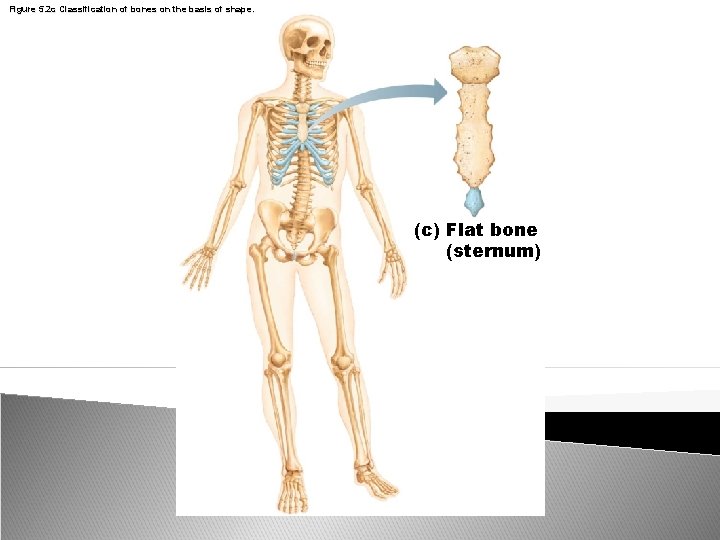 Figure 5. 2 c Classification of bones on the basis of shape. (c) Flat