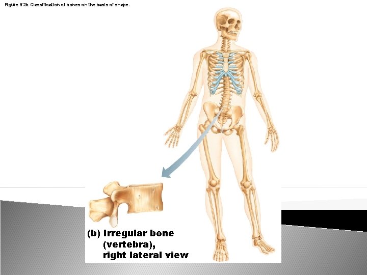 Figure 5. 2 b Classification of bones on the basis of shape. (b) Irregular