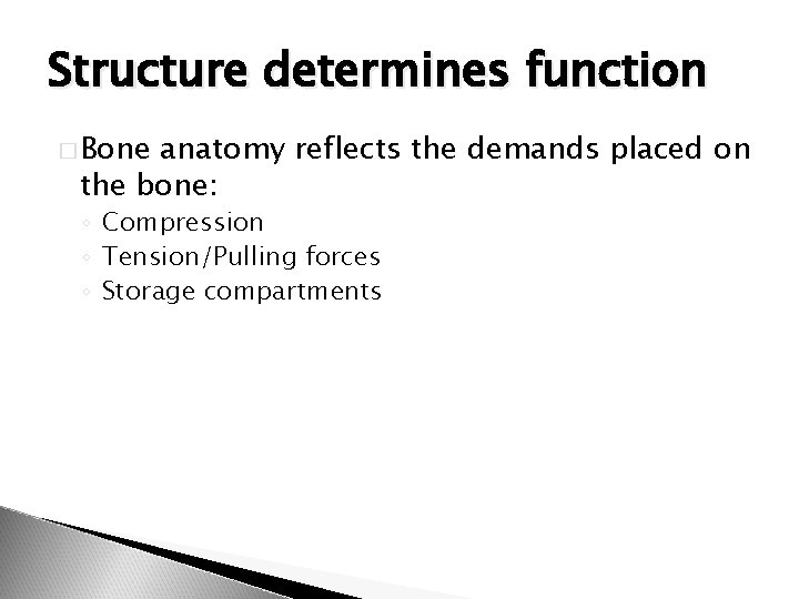Structure determines function � Bone anatomy reflects the demands placed on the bone: ◦