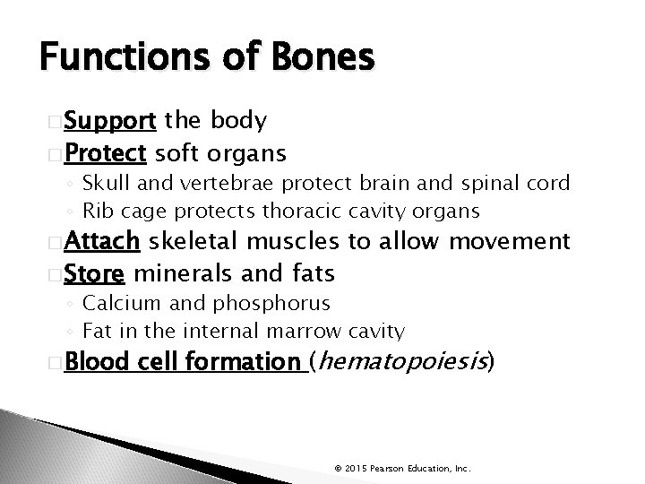 Functions of Bones � Support the body � Protect soft organs ◦ Skull and