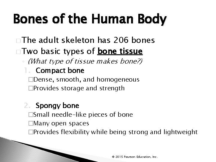 Bones of the Human Body � The adult skeleton has 206 bones � Two