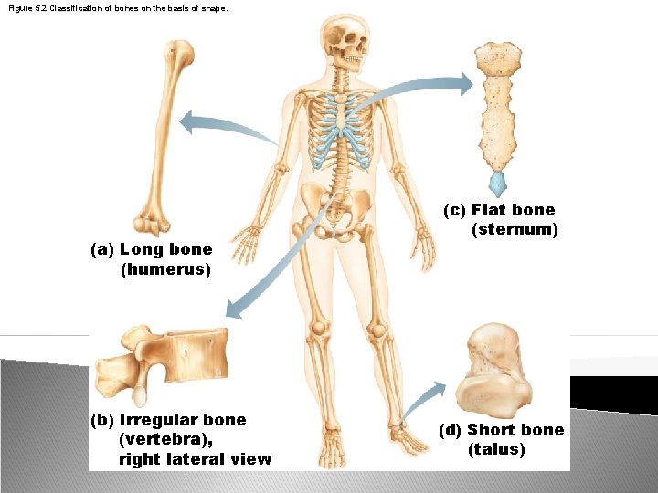 Figure 5. 2 Classification of bones on the basis of shape. (a) Long bone