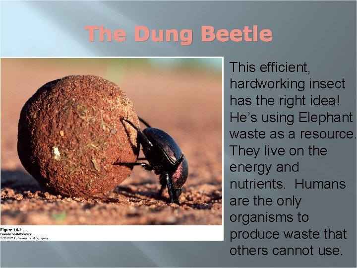 The Dung Beetle This efficient, hardworking insect has the right idea! He’s using Elephant