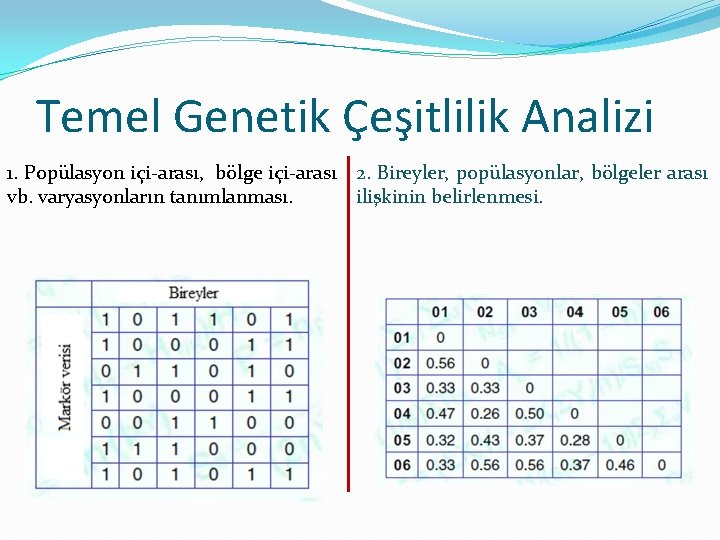 Temel Genetik Çeşitlilik Analizi 1. Popülasyon içi-arası, bölge içi-arası 2. Bireyler, popülasyonlar, bölgeler arası