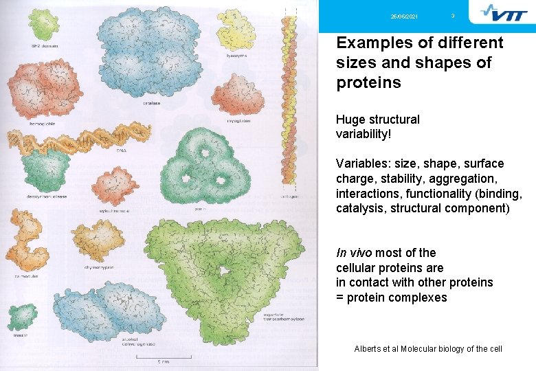 25/05/2021 3 Examples of different sizes and shapes of proteins Huge structural variability! Variables: