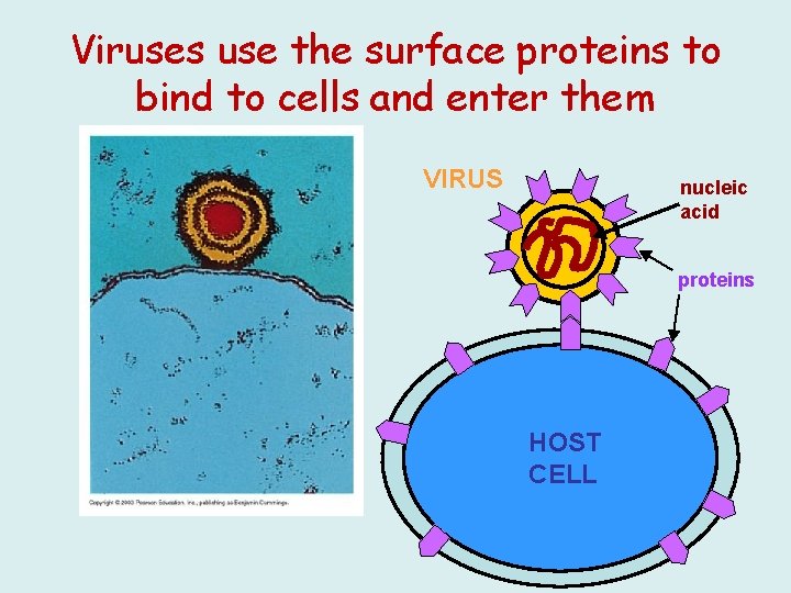 Viruses use the surface proteins to bind to cells and enter them VIRUS nucleic