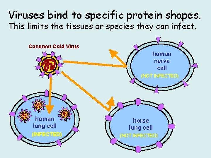 Viruses bind to specific protein shapes. This limits the tissues or species they can